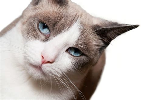 The Rare Snowshoe Cat And Its Unique Characteristics Pouted Magazine