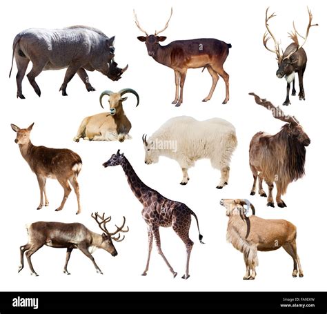 Set Of Artiodactyla Mammal Animals Ten Different Animals Over White
