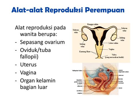 Anatomi Fisiologi Sistem Reproduksi Wanita Homecare