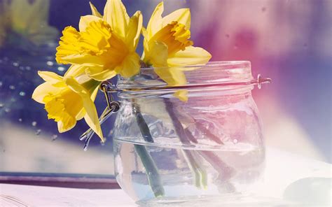 Daffodils Flowers Yellow Jar Water Wallpaper 1680x1050 22769