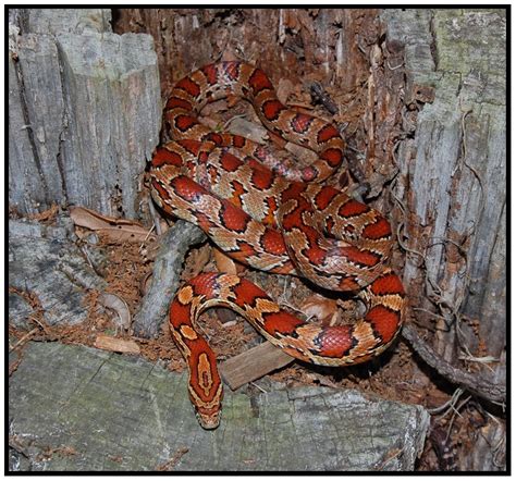 Red Rat Snake Corn Snake Florida Backyard Snakes