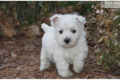 West Highland White Terrier Pup Westie Puppies For Sale West Highland