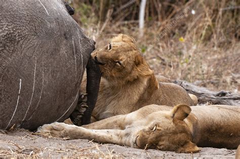 Lions eating an African elephant - Stock Image - C054/4665 - Science
