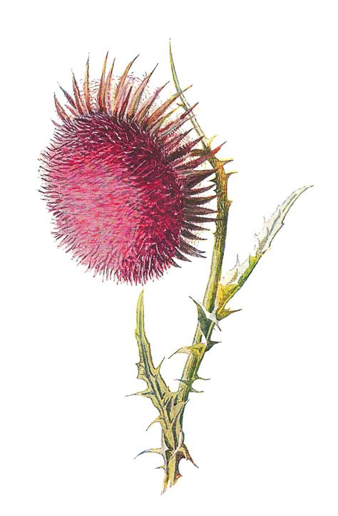 Antique Images Wildflower Botanical Digital Clip Art Flower Image Of