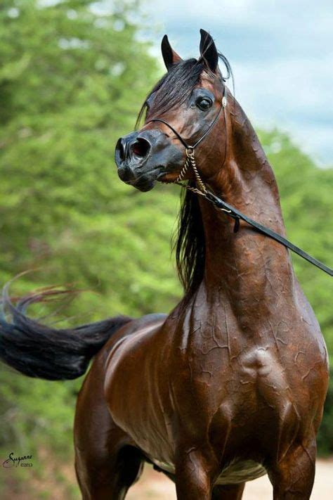 220 Best Arabic Horse Ideas In 2021 Arabian Horse Beautiful Horses