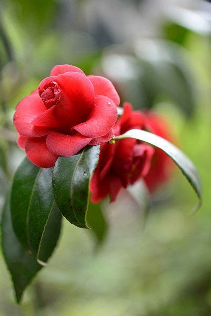 Sans Titre Camellia Japonica Flowers