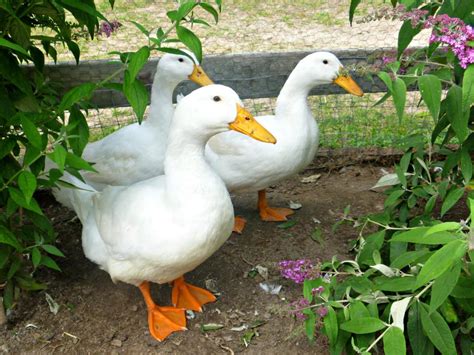 A pet duck doesn't seem nearly as cuddly as some of the more traditional pets out there. Best Duck Breeds for Pets and Egg Production | HGTV