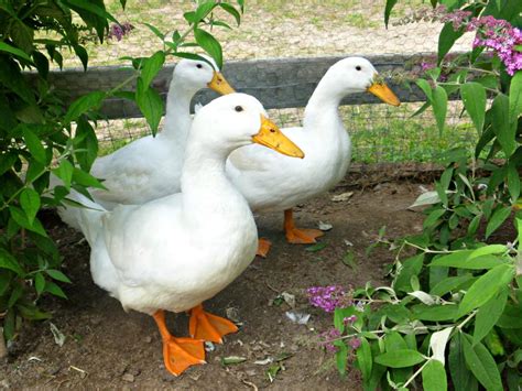 Well first of all they are bigger than chicken eggs, that means bigger omelettes for breakfast. Best Duck Breeds for Pets and Egg Production | HGTV