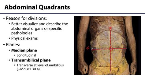 Abdominal Wall Peritoneum And Intestines Lo 1 Abdominal Quadrants