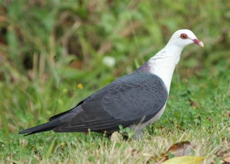 White Headed Pigeon Birds In Backyards