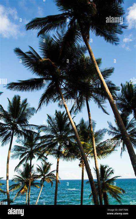 Coconut Palm Trees At Havaizinho Beach Itacare Bahia Brazil Stock