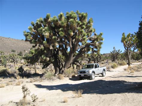 The Ways Of The Joshua Tree The Ways Of The Joshua Tree