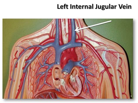 Left Internal Jugular Vein The Anatomy Of The Veins Visu Flickr