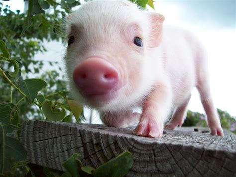 Little Piggies Petite Porkers Cute Piglets Cute Pigs Baby Pigs