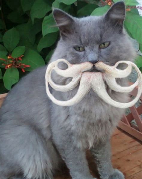 Ten Cats With Beards Who Are More Than A Man Than Most Men