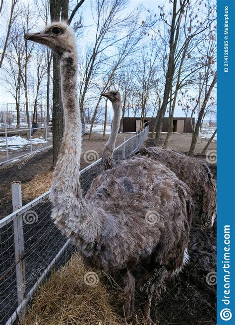 Ostriches On A Farm Close Up View Stock Image Image Of Fowl Fauna