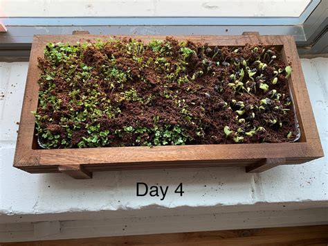 Grow These Countertop Organic Microgreens From A Super Easy Diy Kit