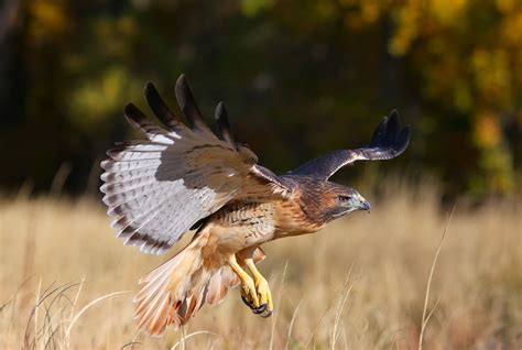 Juvenile Red Tailed Hawk Flying By Morris Finkelstein