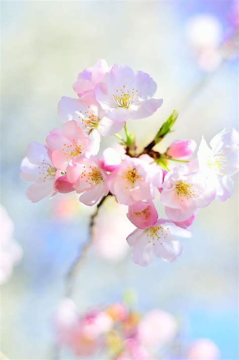 Nourish Your Soul Cherry Blossom By Simzcom Blossom Trees Blossom