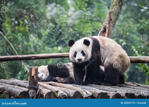 Panda In The Jungle Stock Photo Image Of Orient Color 43854170