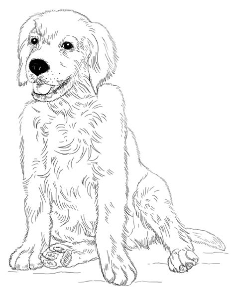 Golden Retriever Printable Coloring Pages