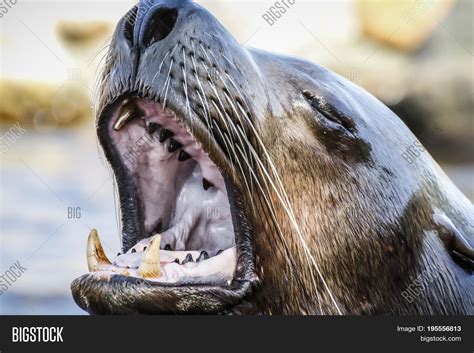 Roaring Sea Lion Mouth Image And Photo Free Trial Bigstock