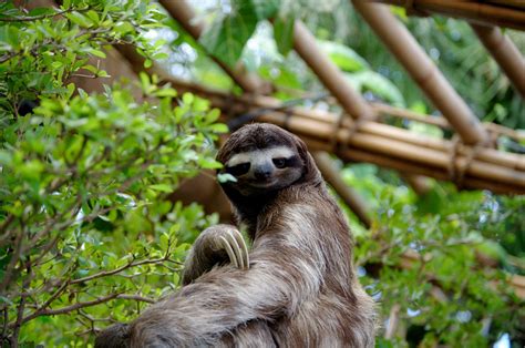 International Sloth Day 21 Things You Never Knew About Worlds Slowest