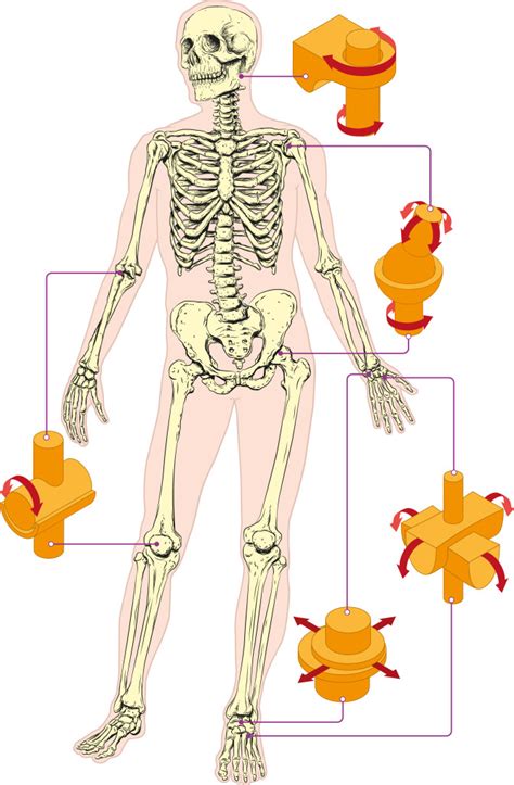 Just a male anatomy study. Joints in the Human Body - KidsPressMagazine.com