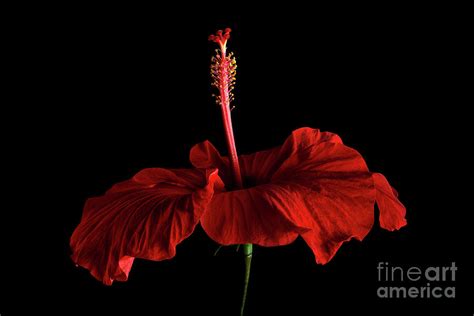 Crimson Hibiscus Photograph By Ann Garrett Fine Art America