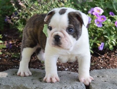 Bulldog puppy world | french bulldogs, english bulldogs in ny. Miniature English Bulldog Puppies For Sale | New York, NY #267744