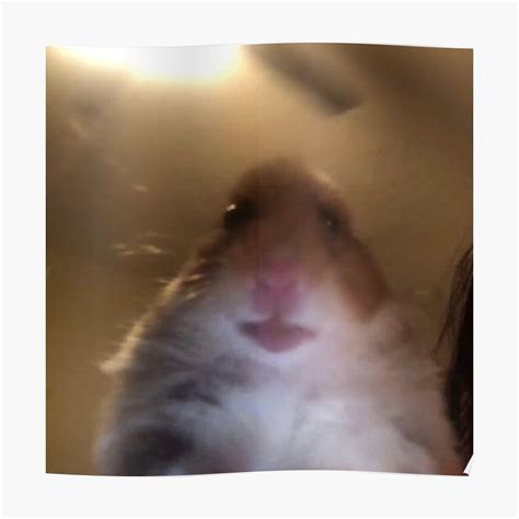57 Hamster Meme Asustado