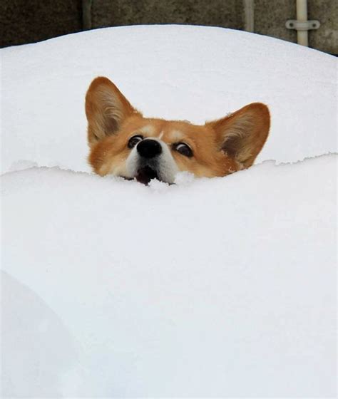 10 Dogs Stuck In The Snow Corgi Corgi Dog Funny Dogs