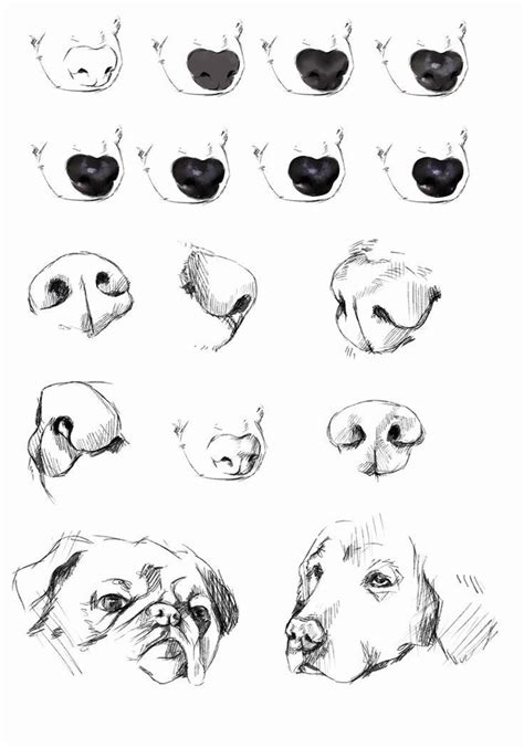 Drawing A Realistic Dog Starts With The Eyes Learn About The Structure