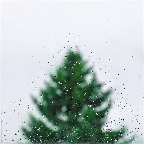 Rainy Christmas Tree By Stocksy Contributor Jelena Jojic Tomic