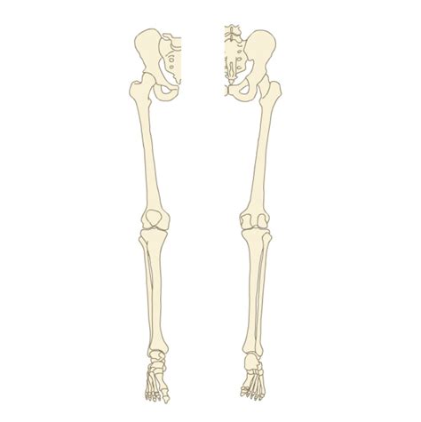 Bones Of Lower Limb E Anatomy Imaios