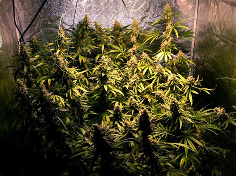 Browse through and click on topics that you want to learn more about. Cannabis Low Stress Training (LST) Tutorial | Grow Weed Easy