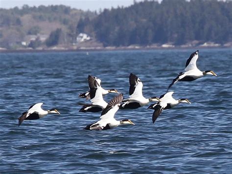 Common Eider - Sea Duck Joint Venture