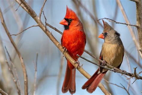 What Does A Cardinal Represent 19 Meanings And Symbolism
