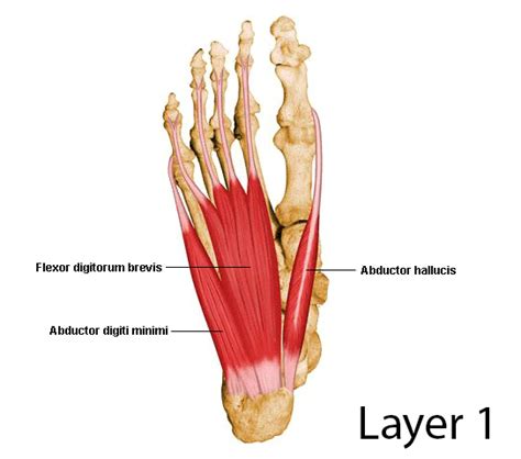 Intrinsic Foot Muscles Layer 1 South West Podiatry