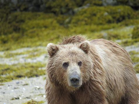 Brown Bear In Alaska Kodiak Brown Bear