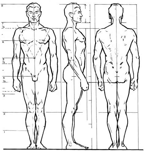 Proporciones Del Cuerpo Humano Cuerpo Humano Dibujo Cuerpo De Hombre