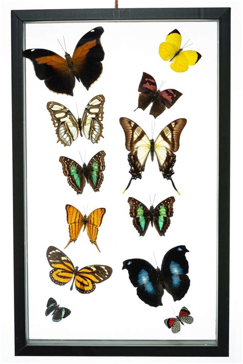 Real Butterfly Framed Wall Art Free Shipping 12 Count Real Framed
