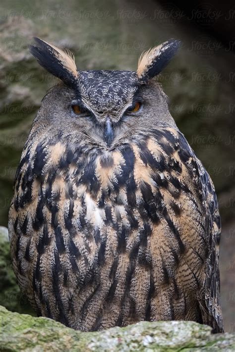 Eurasian Eagle Owl Bubo Bubo By Stocksy Contributor Gabriel Ozon