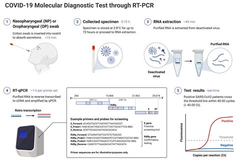 Material collection, extraction, and pcr. Pcr Test Covid 19 / New Saliva Based Covid 19 Test Could ...