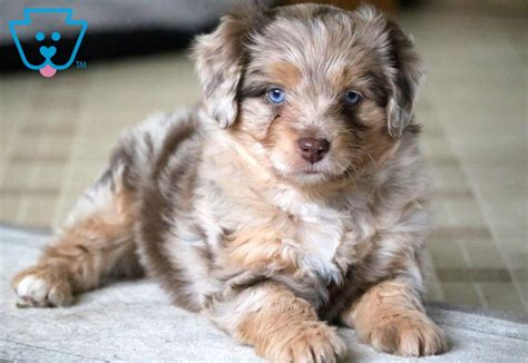 Babydoll Aussiedoodle Mini Puppy For Sale Keystone Puppies