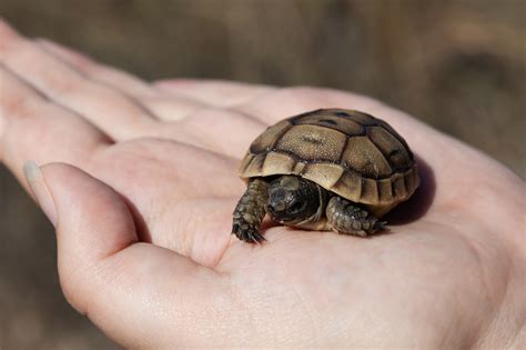 6 Best Small Tortoise Species For Beginners Nature Discovery