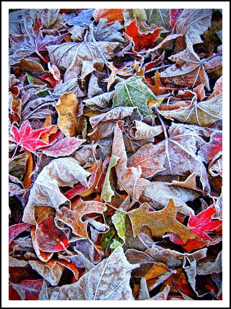 Frosty Fall Morning By Dann Warick 2013 Autumn Morning Natural