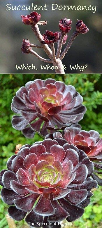 You will find there many haworthias, cacti and bulbs. Succulent Dormancy? Which Succulents Sleep When & Why ...