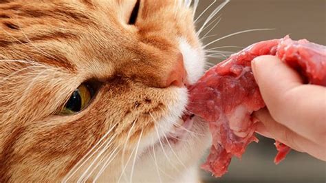 Can Cats Eat Raw Chicken Or Is It Bad For Them Spreads Hub