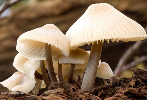 Pengertian Ciri Ciri Klasifikasi Jamur Fungi Beserta Contohnya